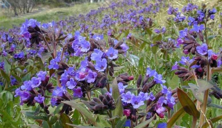 Pulmonaria to prepare an infusion that promotes penis enlargement